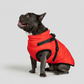 3 in 1 Winter Jacket + FREE Dog Safety Belt
