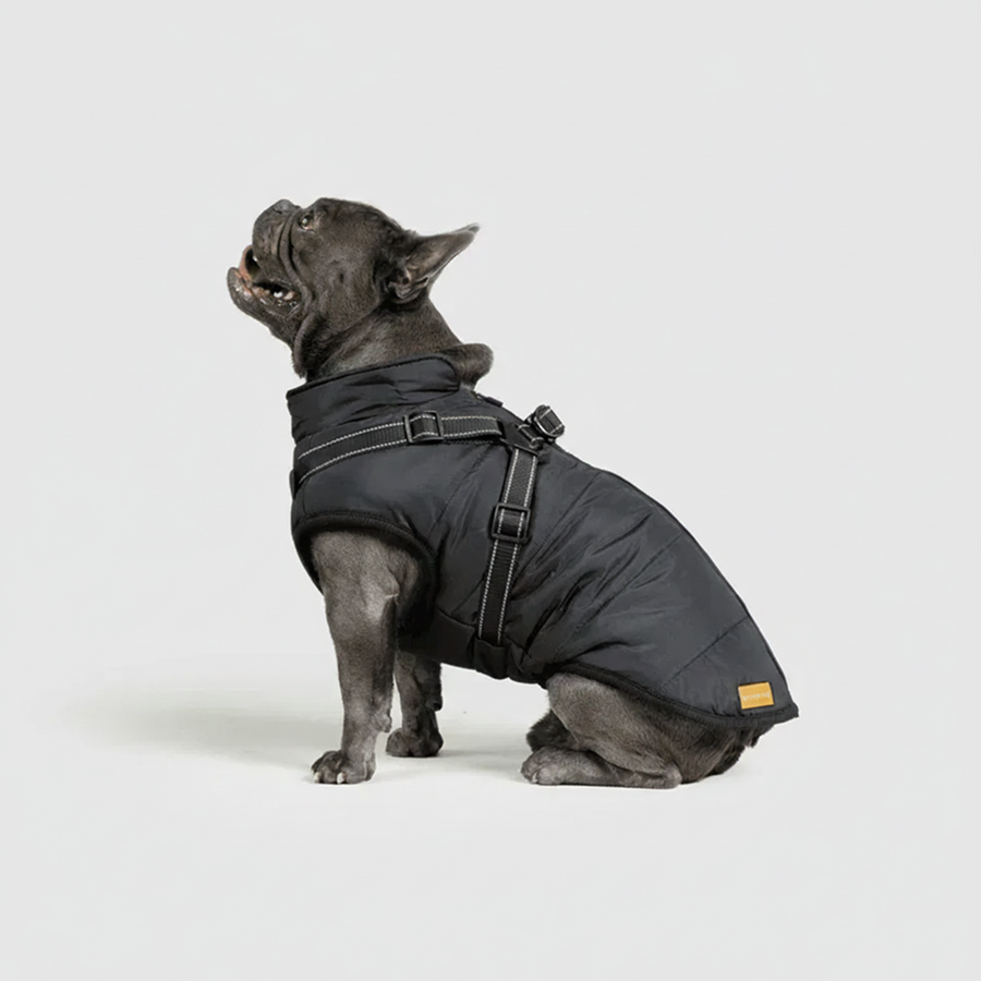 3 in 1 Winter Jacket + FREE Dog Safety Belt